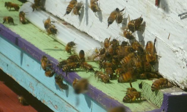 Pięć uli i 300 tys. pszczół na dachu Akademii Górniczo-Hutniczej