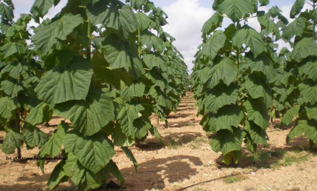 Drzewa tlenowe – pochłaniacze CO2