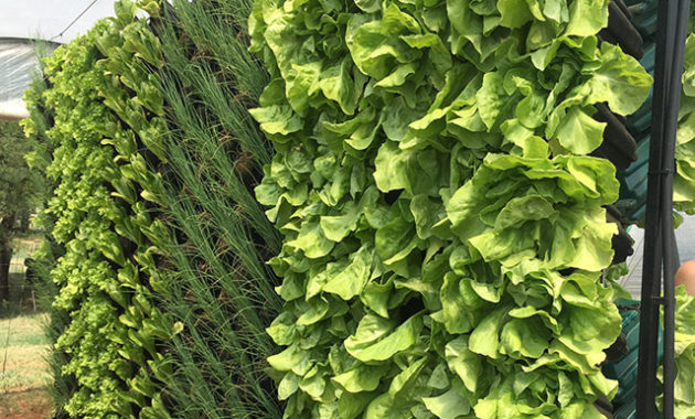 Jak i gdzie hodować warzywa w mieście?